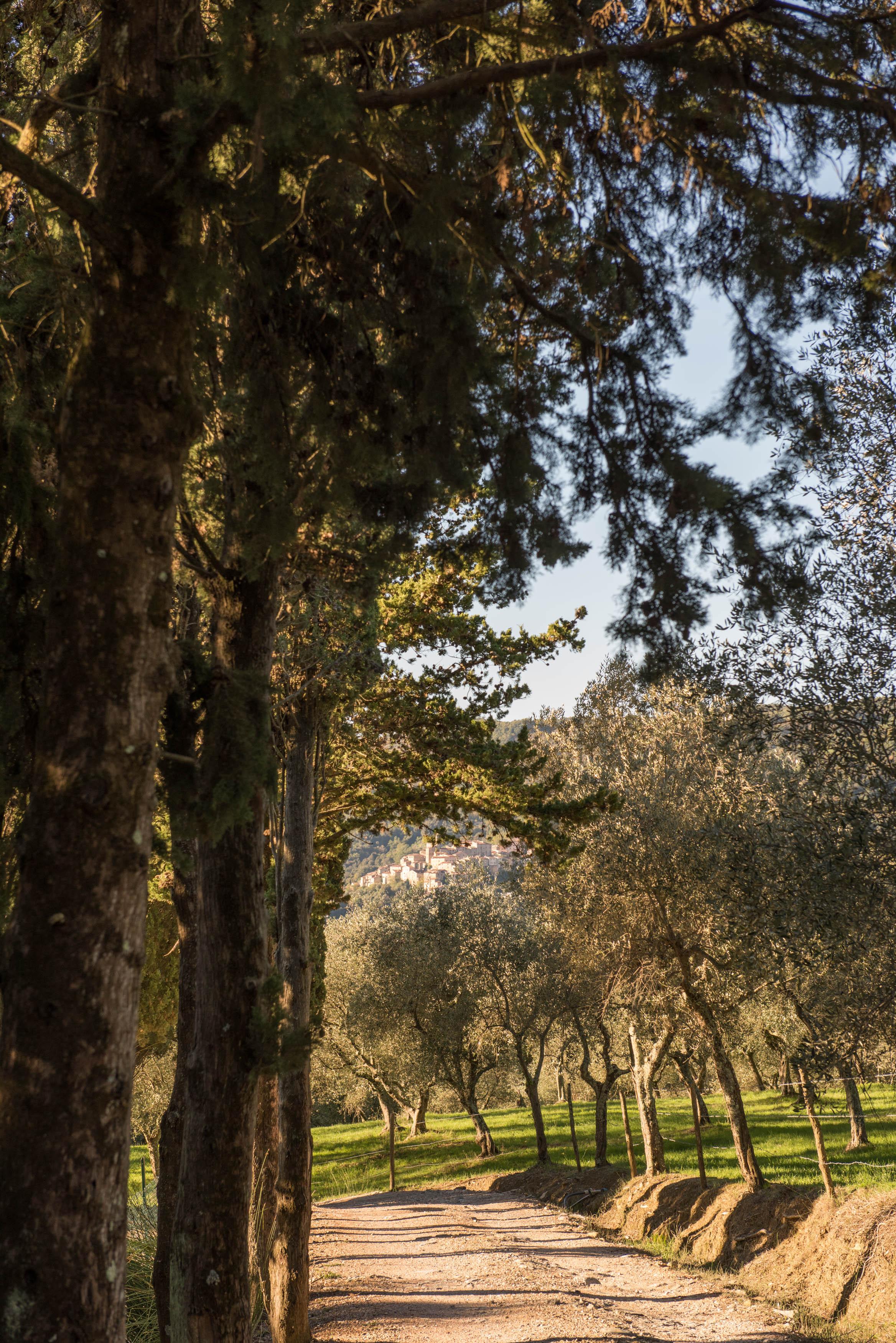 Tenuta La Bandita Sassetta Luaran gambar